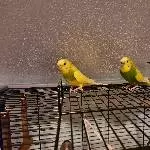2 Wellensittiche abzugeben Bild 1