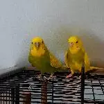 2 Wellensittiche abzugeben Bild 2