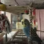 2 Wellis suchen einen guten, neuen Besitzer Bild 1