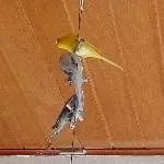Suche liebevolles Zuhause Bild 2