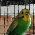 Wellensittichdame sucht neues Zuhause mit neuer Gesellschaft Bild 2