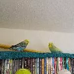 Notfallwellis suchen neues Zuhause Bild 1