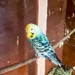 Notfallwellis suchen neues Zuhause Bild 2