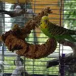 Angelo sucht ein neues zu Hause Bild 1