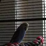 Junge Henne sucht dringend neues Zuhause Bild 1