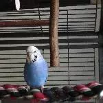 Junge Henne sucht dringend neues Zuhause Bild 2