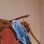 Einsame Henne sucht ein neues Zuhause Bild 1