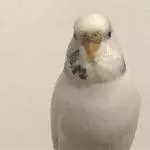 Wellensittichpärchen abzugeben Bild 2