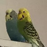 Nelli und Kenzo suchen dringend ein Zuhause Bild 1