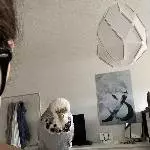 2-jährige blaue Welli-Henne namens Keks sucht ein neues Zuhause Bild 5