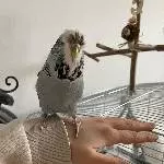 2-jährige blaue Welli-Henne namens Keks sucht ein neues Zuhause Bild 6