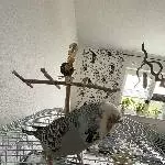2-jährige blaue Welli-Henne namens Keks sucht ein neues Zuhause Bild 4
