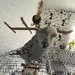 2-jährige blaue Welli-Henne namens Keks sucht ein neues Zuhause Bild 3