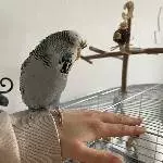 2-jährige blaue Welli-Henne namens Keks sucht ein neues Zuhause Bild 1