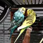 Junge liebe Wellensittichpaare abzugeben Bild 4