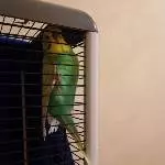 2 Wellis abzugeben Bild 2