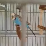 Welli Hahn sucht neuen Schwarm Bild 1