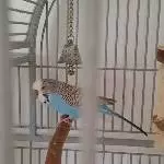 Welli Hahn sucht neuen Schwarm Bild 2