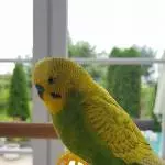 Wellihahn Tschippie sucht ein neues Zuhause Bild 1