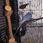 Wittener Witwer (6 Jahre) sucht ein neues Zuhause Bild 1