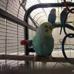 4 Wellis suchen ein neues Zuhause Bild 2