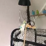 4 Wellis suchen ein neues Zuhause Bild 1