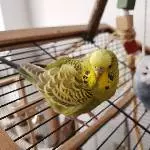 Welli Pärchen suchen dringend ein neues Zuhause in einem Schwarm Bild 1