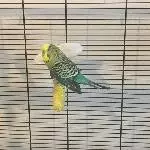 Ältere Wellensittich-Dame Lola sucht einen Partner Bild 2