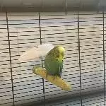 Ältere Wellensittich-Dame Lola sucht einen Partner Bild 1