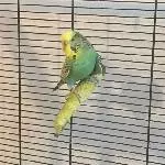 Ältere Wellensittich-Dame Lola sucht einen Partner Bild 3