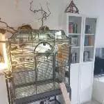 4 oder 2x2 hübsche Wellis suchen ein neues Zuhause Bild 9