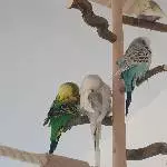 4 oder 2x2 hübsche Wellis suchen ein neues Zuhause Bild 4