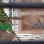 4 oder 2x2 hübsche Wellis suchen ein neues Zuhause Bild 1