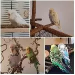 4 oder 2x2 hübsche Wellis suchen ein neues Zuhause Bild 11