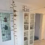 4 oder 2x2 hübsche Wellis suchen ein neues Zuhause Bild 13