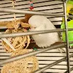 4 oder 2x2 hübsche Wellis suchen ein neues Zuhause Bild 12