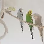 4 oder 2x2 hübsche Wellis suchen ein neues Zuhause Bild 5