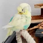 Neues Zuhause für 4 Wellis gesucht Bild 6