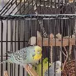 Abschied von Coco und Freddy Bild 4