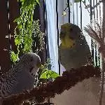 Abschied von Coco und Freddy Bild 3