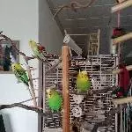 4 Wellensittiche abzugeben Bild 1