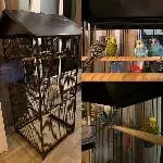 4 Wellensittiche suchen ein neues Zuhause Bild 1
