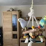 Verwitwetes Wellimädchen Bild 1