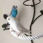 Molly und BB Bild 1