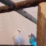 Molly und BB Bild 2