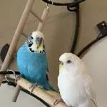 Molly und BB Bild 6