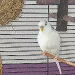 Charly sucht ein neues Zuhause Bild 2