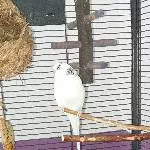 Charly sucht ein neues Zuhause Bild 1