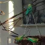 Wellensittichschwarm (2 Hennen und 2 Hähne) sucht ein neues Zuhause Bild 3