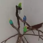 Wellensittichschwarm (2 Hennen und 2 Hähne) sucht ein neues Zuhause Bild 1